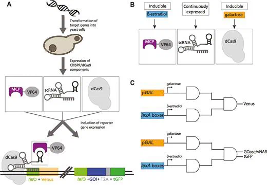 Key figure: A tightly regulated and adjustable CRISPR-dCas9 based AND gate in yeast