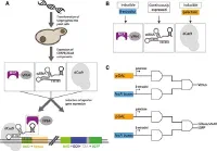 A tightly regulated and adjustable CRISPR-dCas9 based AND gate in yeast